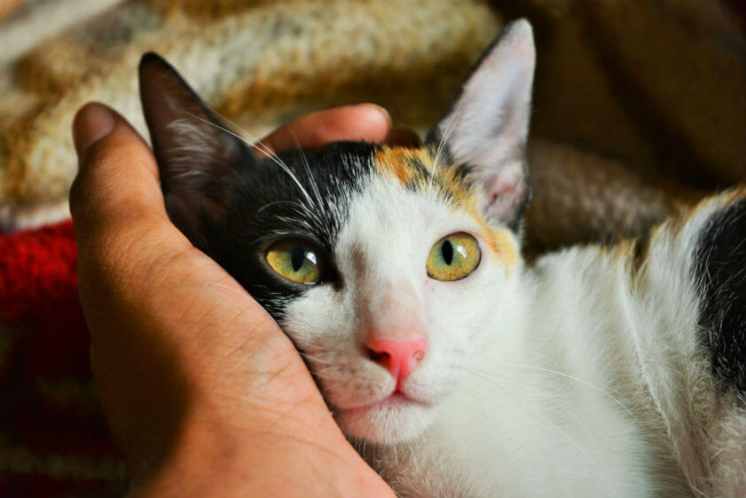 Campañas animales Mollet