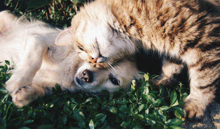 Protección animal Cuida2 Adopta un Amic
