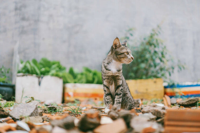 Campaña de castración gatos