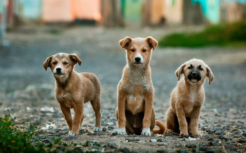 Campaña de castración perros