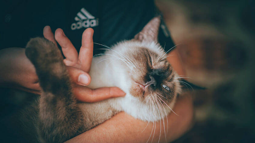 Casa de acogida para gato