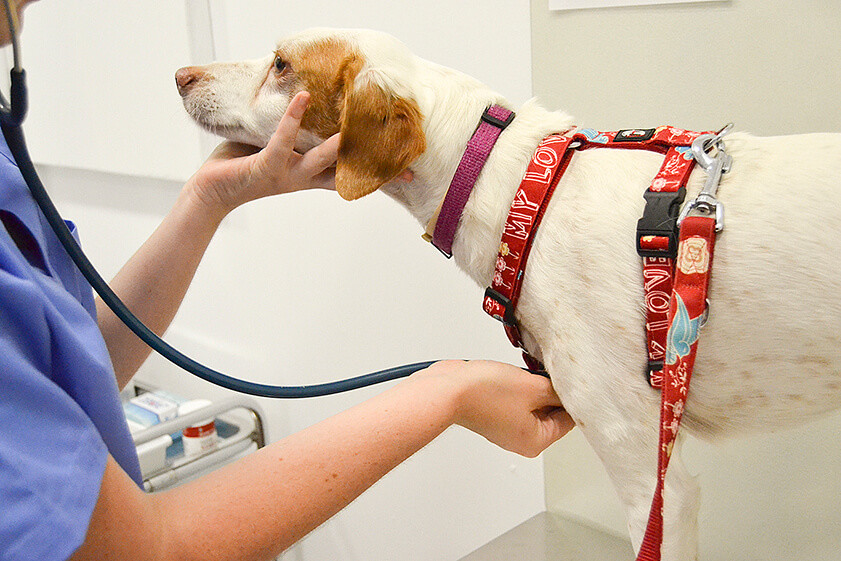 Servicios veterinarios en Mollet