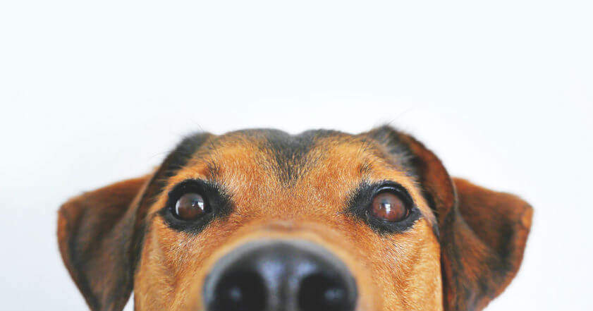 Veterinaris Solidaris Adopta un Amic Mollet del Valles