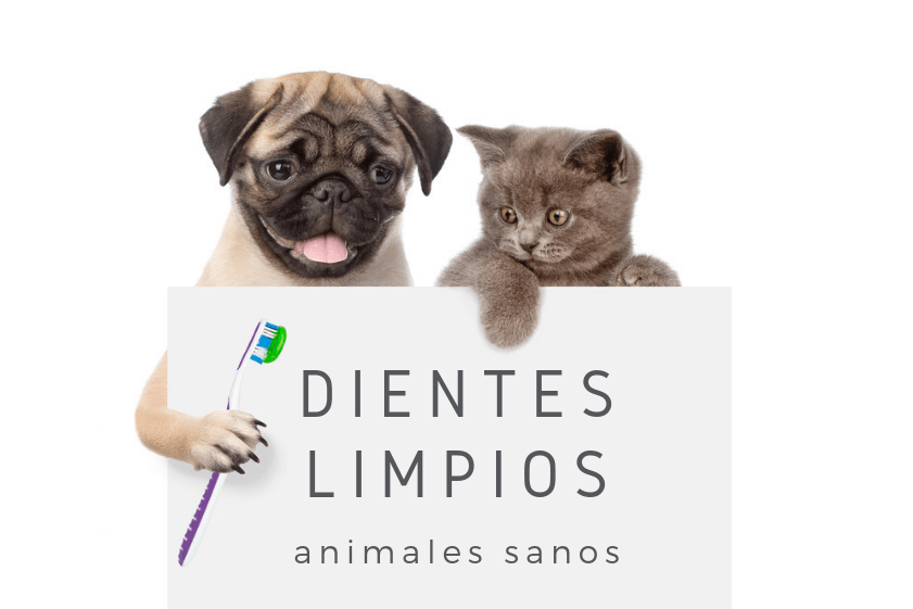 campanya higiene dental gatos y perros