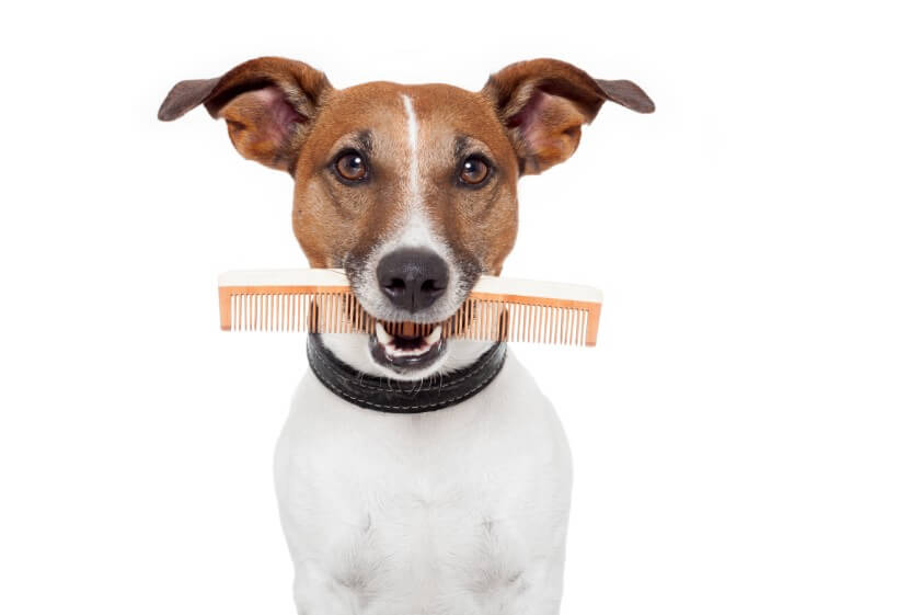 Peluquería canina en Mollet del Valles perros