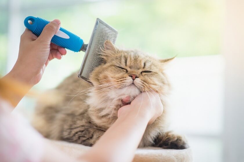 Peluquería felina en Mollet del Valles gatos
