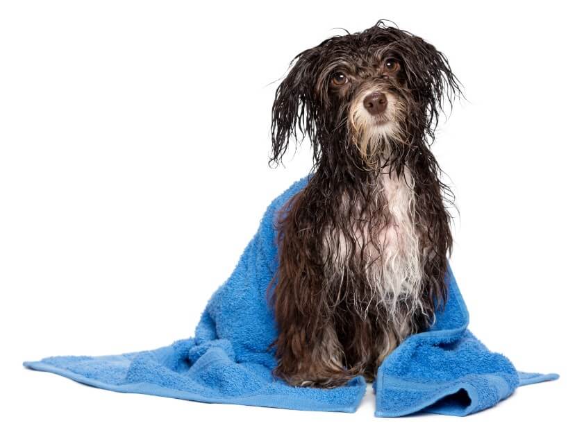 peluquería perros y gatos